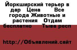 Йоркширский терьер в дар › Цена ­ 1 - Все города Животные и растения » Отдам бесплатно   . Тыва респ.